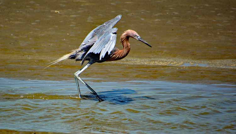 reddish egret
